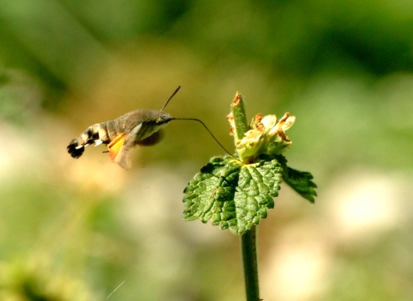 Galleria di insetti in volo